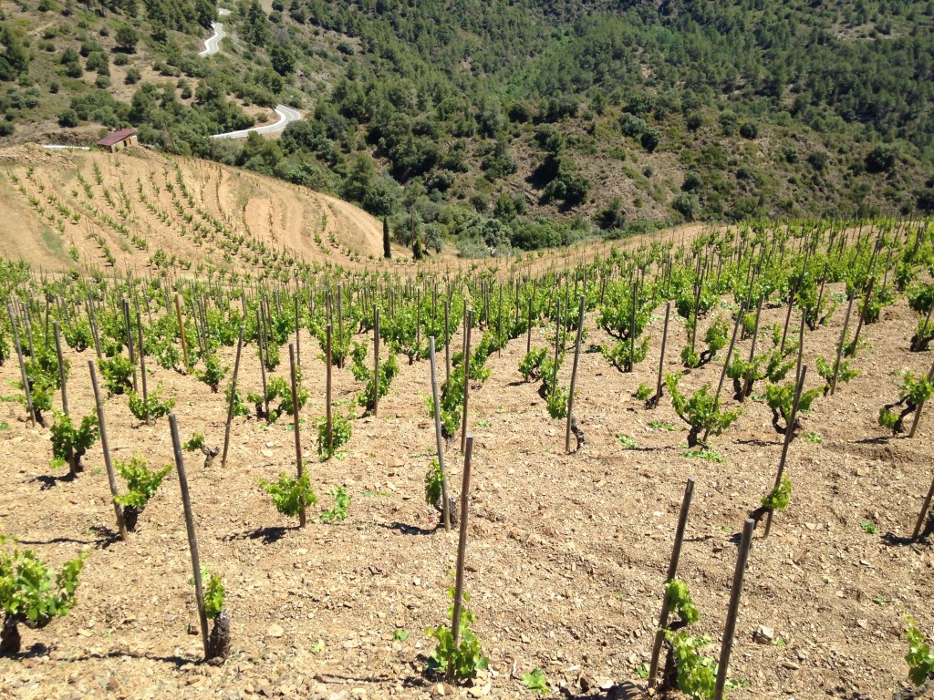 Alvaro Palacios_Priorat_Vila Viniteca