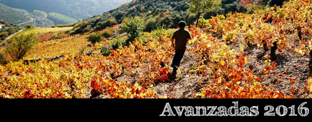 Añada 2016 en Corullón, Bierzo por Ricardo P. Palacios