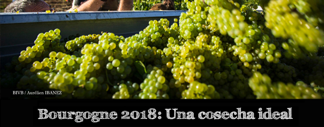 Bourgogne 2018 por el BIVB
