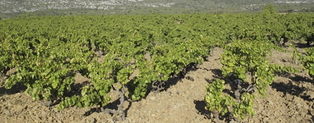 Roussillon 2014 por Hervé Bizeul