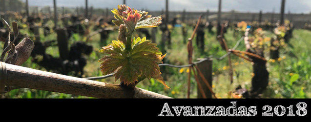 Bordeaux 2018 por David Pernet