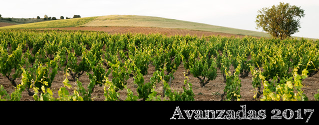 Dominio de Pingus y Ψ PSI 2017, Ribera del Duero por Peter Sisseck