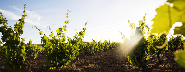 Ribera del Duero 2014 por Peter Sisseck