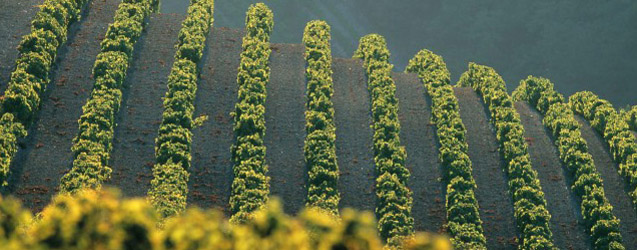 Vallée du Rhône 2015 por Michel Tardieu