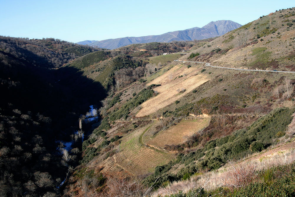Panoràmica de la Vinya Las Lamas