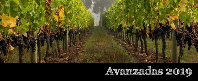 Bordeaux 2019 por Château Lafleur