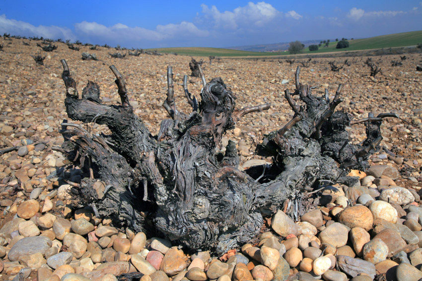 baixa-Cepa-centenaria-02-07gt