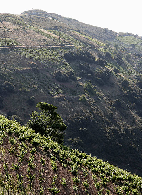 Panoràmica de la vinya Moncerbal 